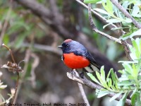 819A7269Slate-throated_Redstart