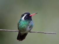 819A7278White-eared_Hummingbird