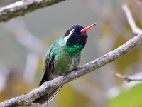 819A7282White-eared_Hummingbird