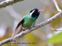 819A7283White-eared_Hummingbird