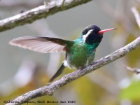 819A7284White-eared_Hummingbird