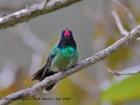 819A7285White-eared_Hummingbird