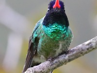 819A7286White-eared_Hummingbird