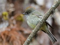 819A7300Hammonds_Flycatcher