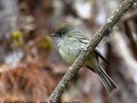 819A7301Hammonds_Flycatcher