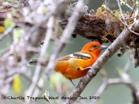 819A7309Flame-colored_Tanager