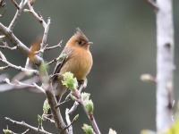 819A7313Tufted_Flycatcher