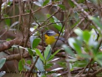819A7331Crescent-chested_Warbler