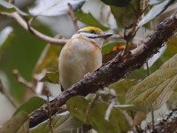 819A7339Chestnut-sided_Shrike-Vireo