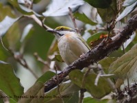 819A7344Chestnut-sided_Shrike-Vireo