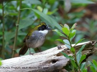 819A7368Green-striped_Brushfinch