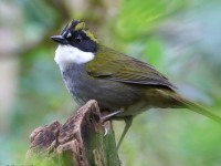 819A7404Green-striped_Brushfinch