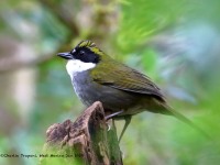 819A7409Green-striped_Brushfinch