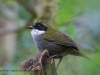 819A7412Green-striped_Brushfinch