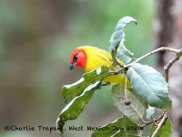 819A7459Red-headed_Tanager
