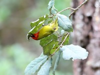 819A7465Red-headed_Tanager