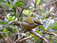 819A7471Chestnut-sided_Shrike-Vireo