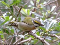 819A7471Chestnut-sided_Shrike-Vireo