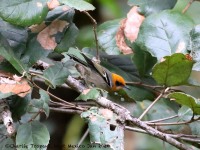 819A7497Olive_Warbler