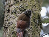 819A7500White-striped_Woodcreeper