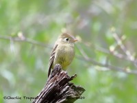 819A7503Pine_Flycatcher