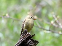 819A7508Pine_Flycatcher