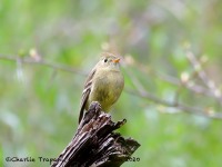 819A7511Pine_Flycatcher