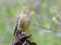 819A7512Pine_Flycatcher