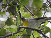 819A7517Crescent-chested_Warbler