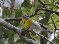819A7524Crescent-chested_Warbler