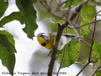 819A7535Crescent-chested_Warbler