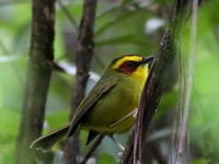 819A7544Golden-browed_Warbler