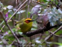 819A7546Golden-browed_Warbler