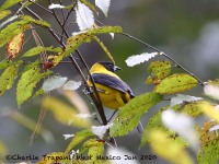 819A7548Audubons_Oriole_Dickeys_Subspecies