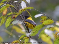 819A7549Audubons_Oriole_Dickeys_Subsepcies