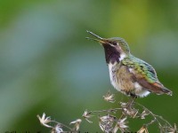 819A7597Bumblebee_Hummingbird