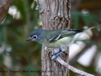 819A7611Cassins_Vireo