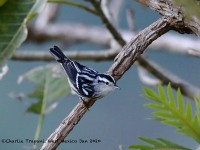 819A7618Black-and-white_Warbler
