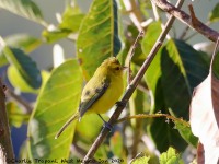 819A7636Golden_Vireo