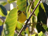 819A7643Golden_Vireo