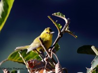 819A7652Golden_Vireo