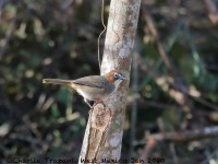 819A7674Rusty-crowned_Ground-sparrow
