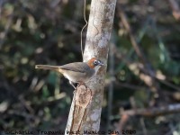 819A7674Rusty-crowned_Ground-sparrow