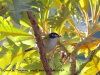 819A7703Black-capped_Vireo