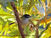 819A7705Black-capped_Vireo