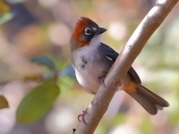 819A7722Rusty-crowned_Ground-Sparrow