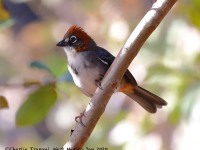 819A7726Rusty-crowned_Ground-Sparrow