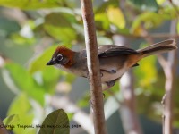 819A7735Rusty-crowned_Ground-Sparrow