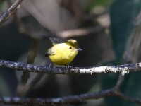 819A7742Golden_Vireo