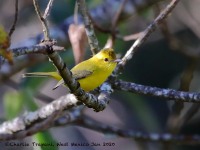 819A7748Golden_Vireo